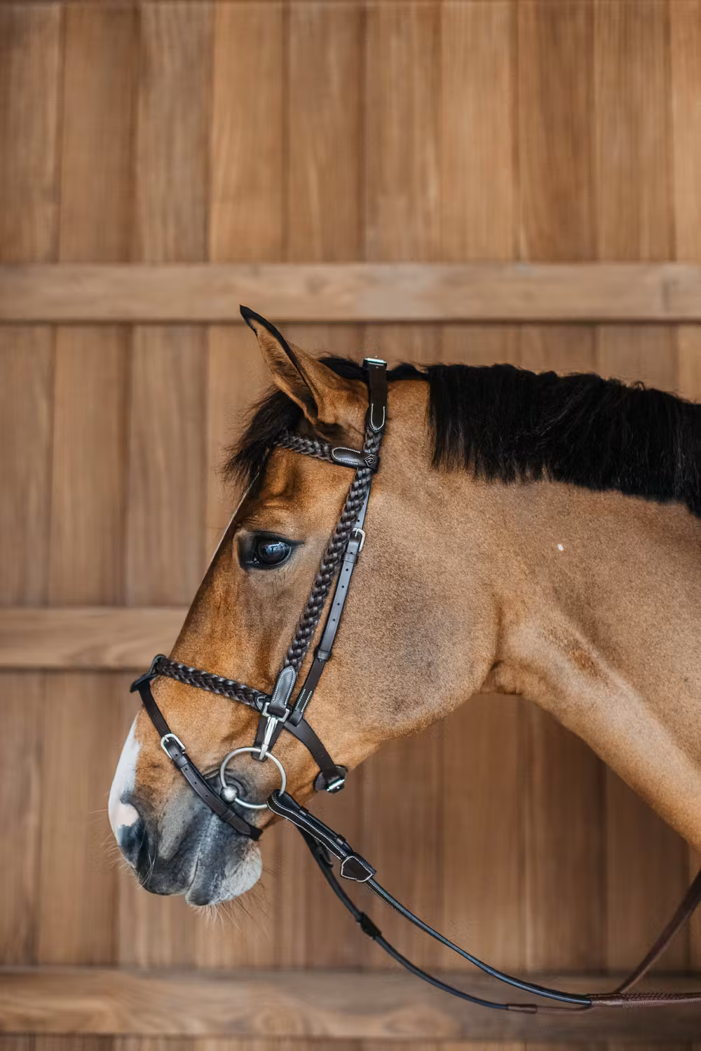 Plaited Training Bridle