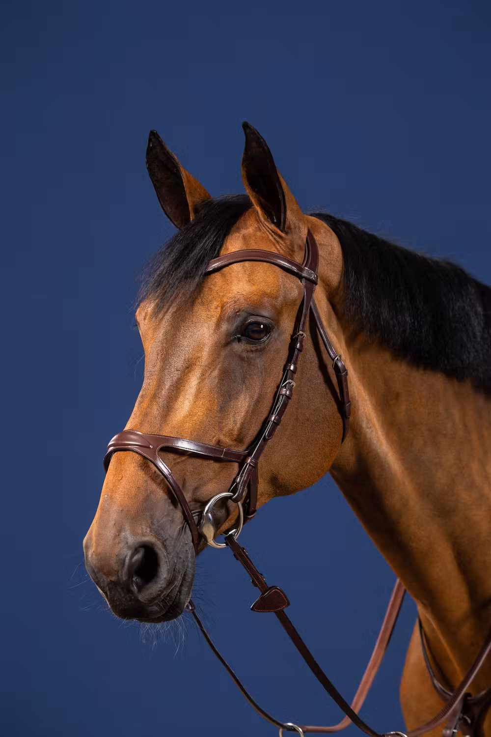 X-Fit Bridle