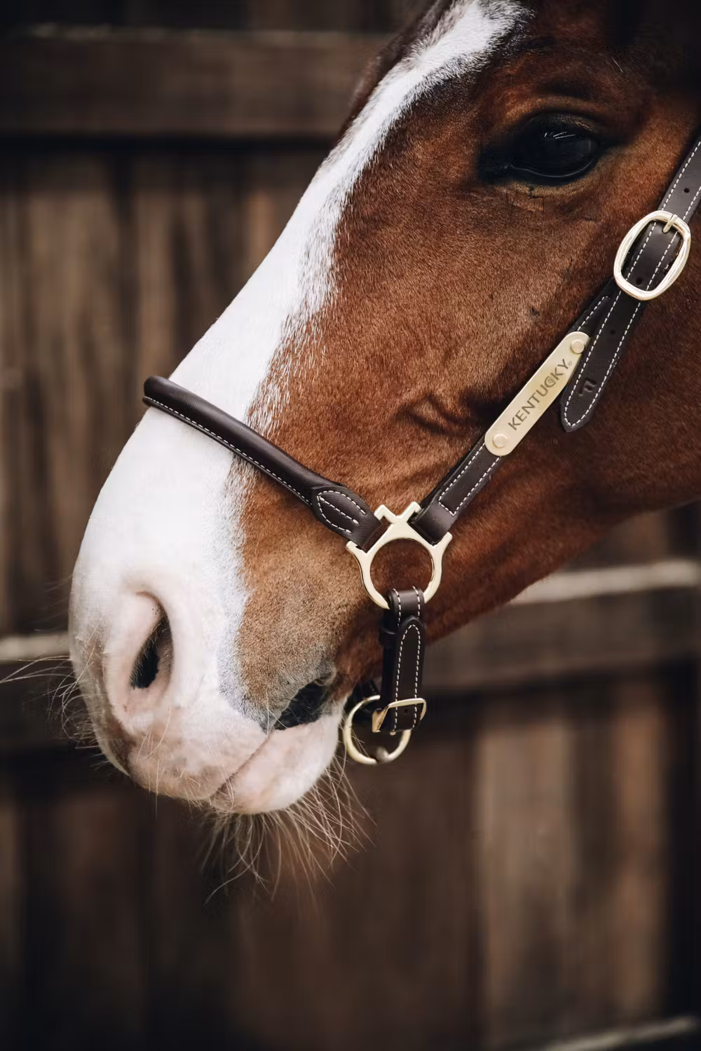 Leather grooming halter Cob