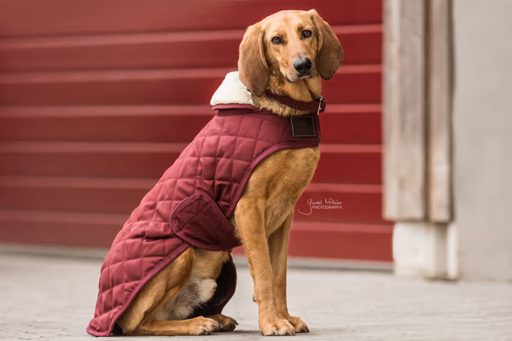 Dog coat original bordeaux large 56