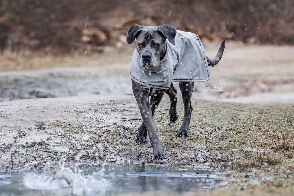 Dog rain coat dusty blue xxs 30cm