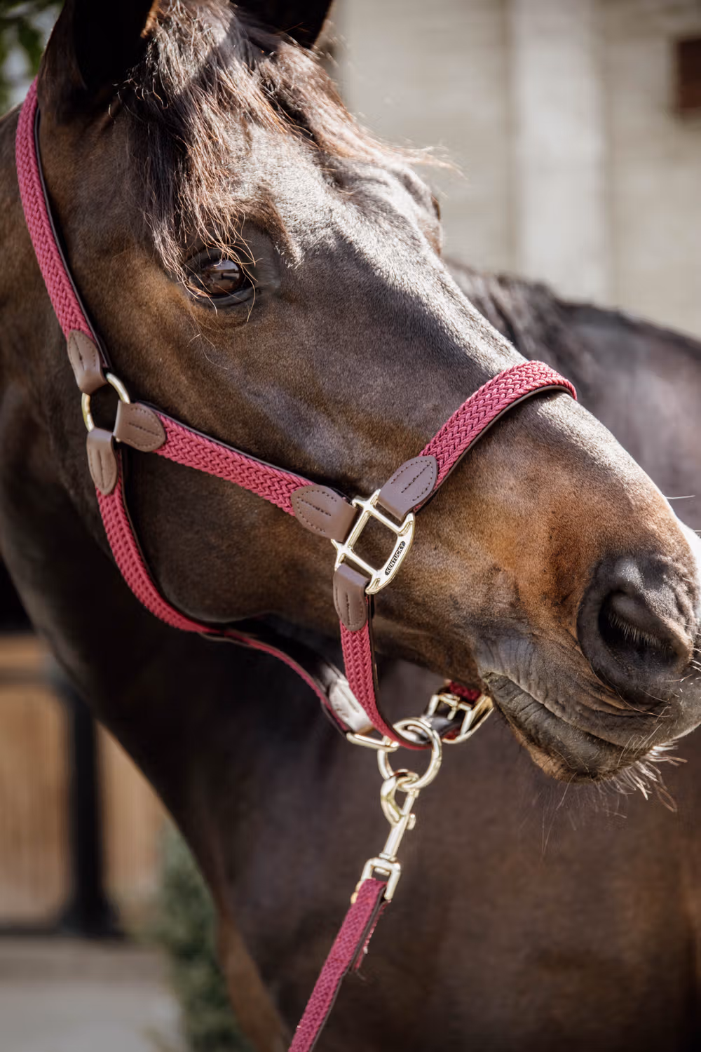 Plaited Nylon halter bordeaux Cob