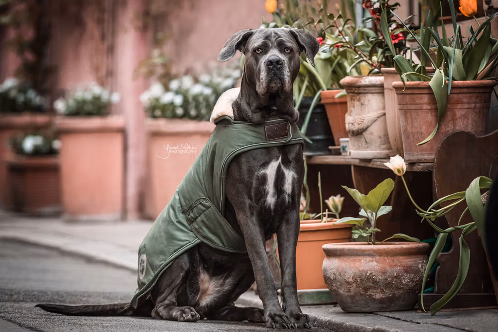 Dog coat waterproof olive green small medium 42