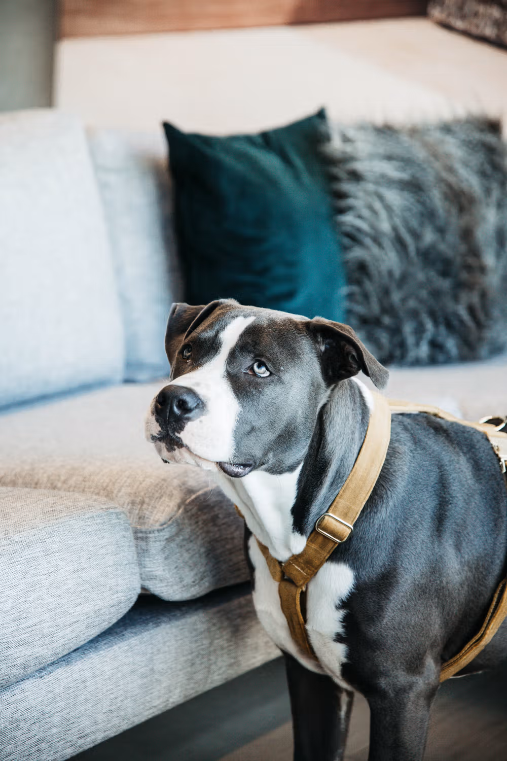 Dog Harness loop velvet mustard L'75-100cm