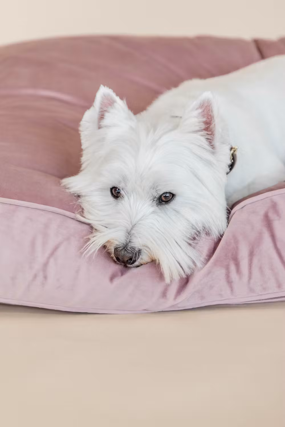 Dog pillow velvet old rose S 65cm x 45cm