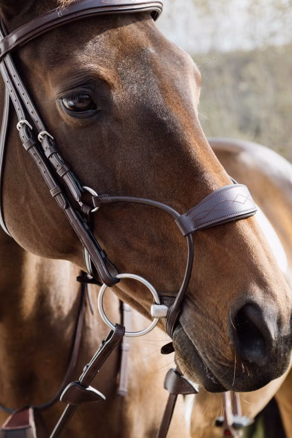 Hybrid noseband NE coll, Pony/brown