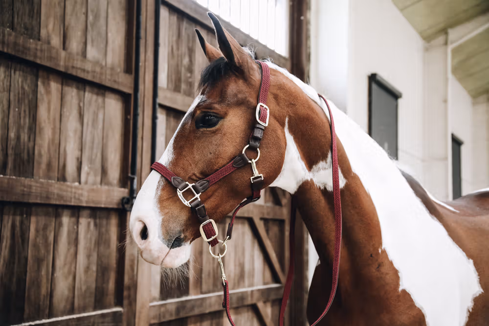 Plaited Nylon halter bordeaux Cob