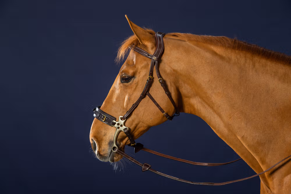 Hackamore Bridle