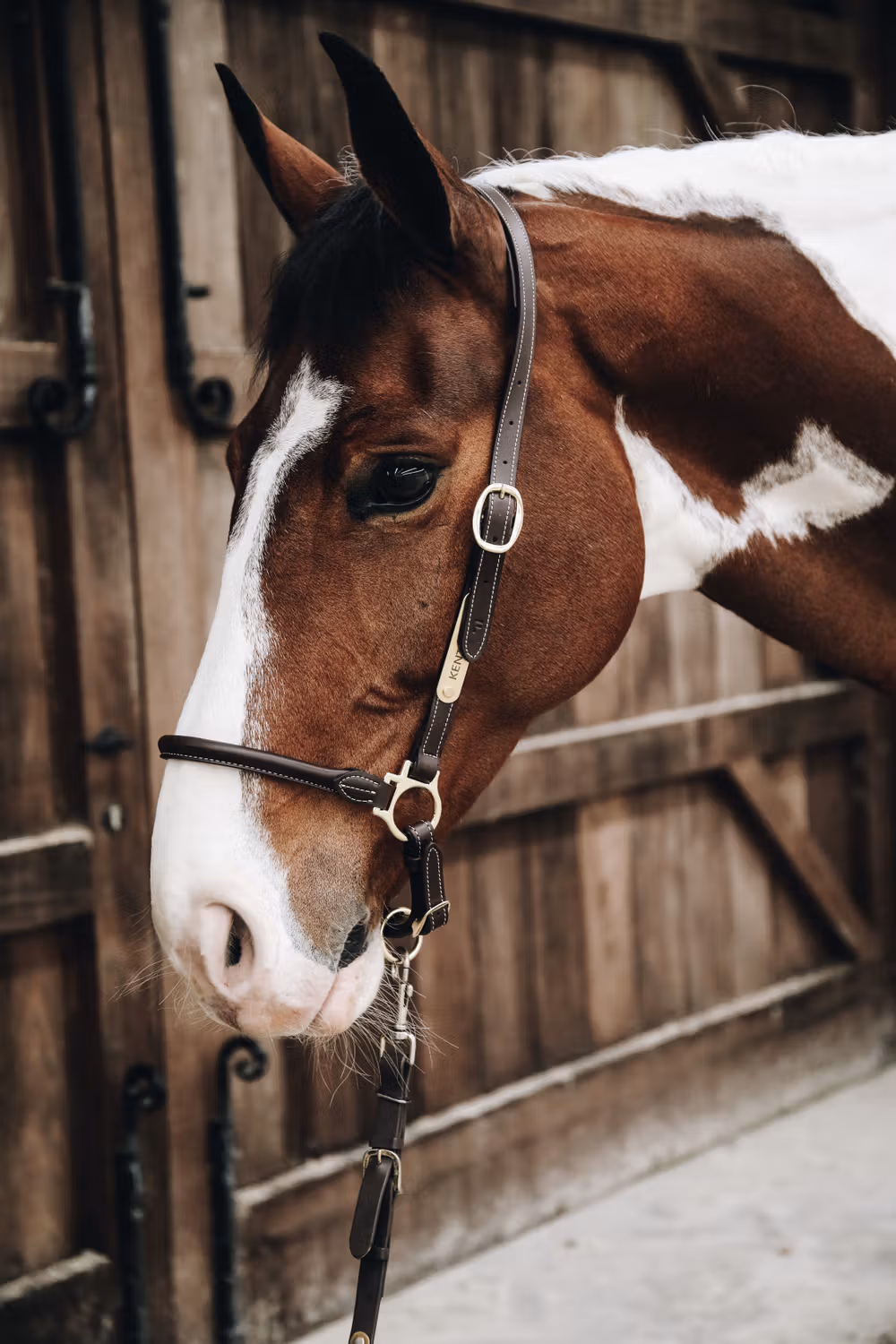 Leather grooming halter Cob