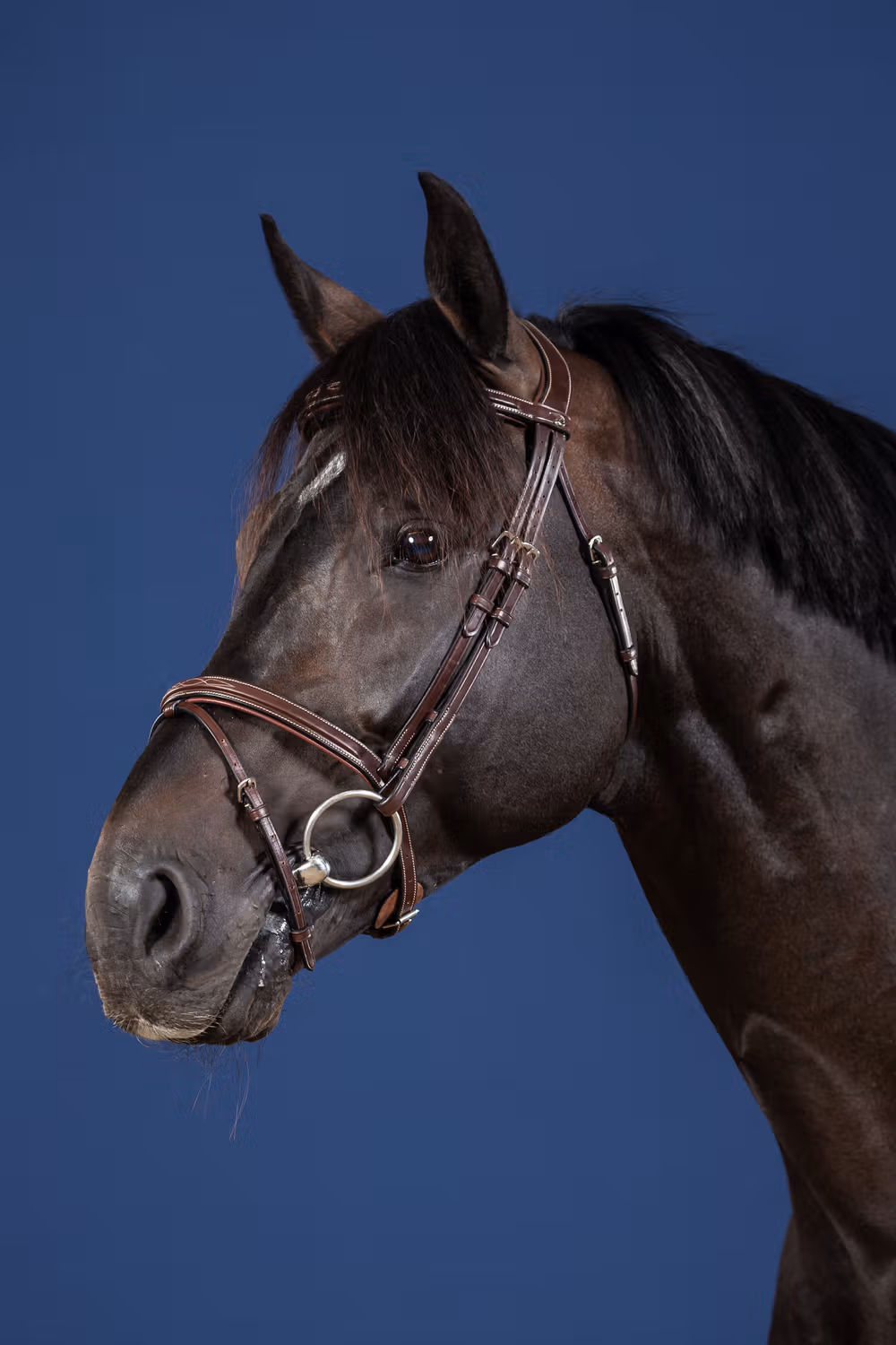 Flash Noseband Bridle