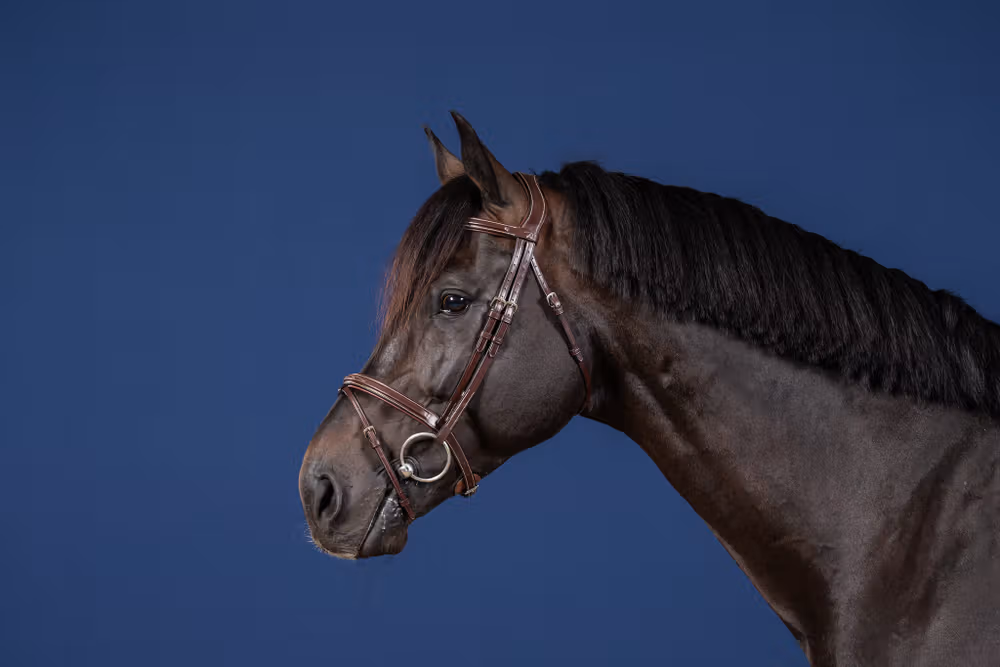 Flash Noseband Bridle