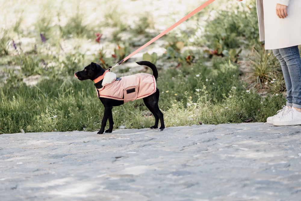Dog coat waterproof coral XS 31