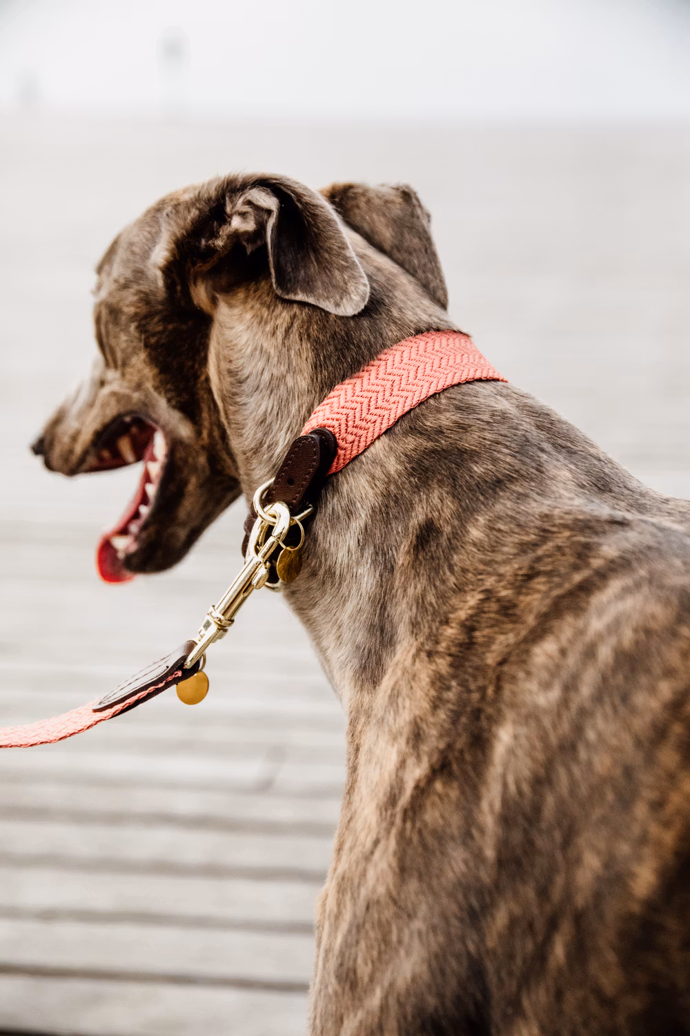Dog collar Jacquard terracotta XL 71cm