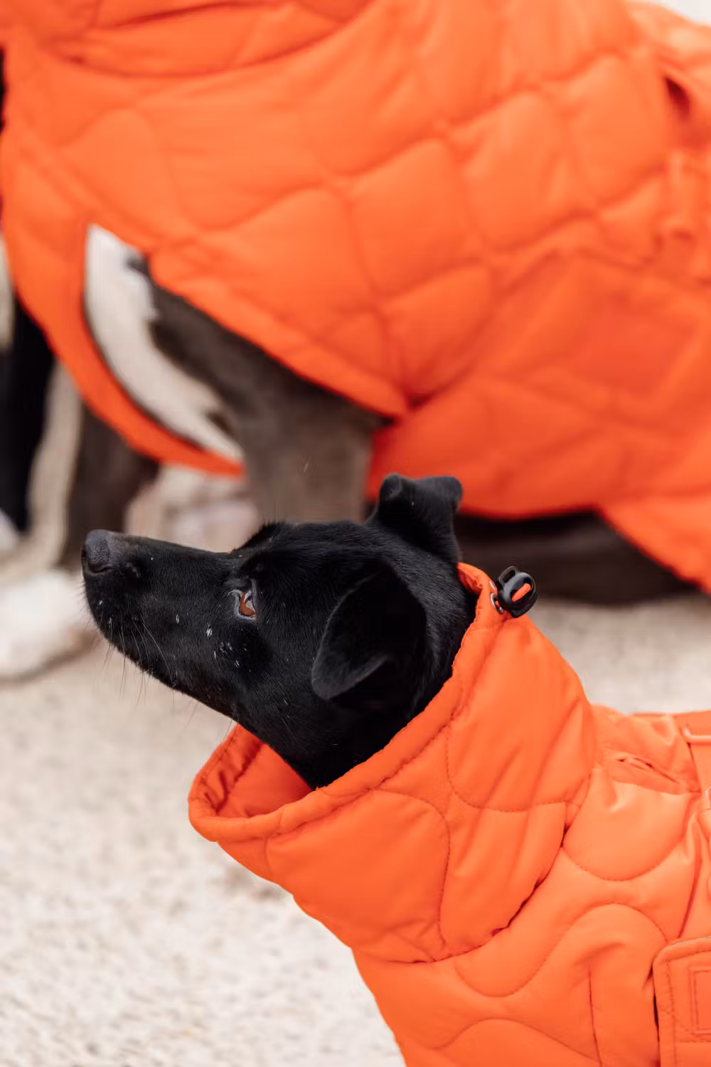Dog coat winter Pina orange 160g S 32-38cm