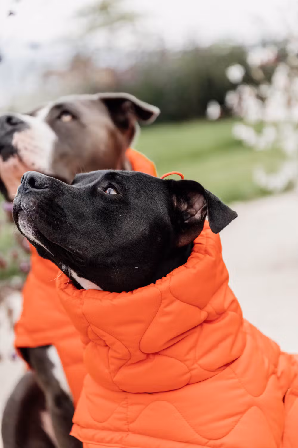 Dog coat winter Pina orange 160g S 32-38cm