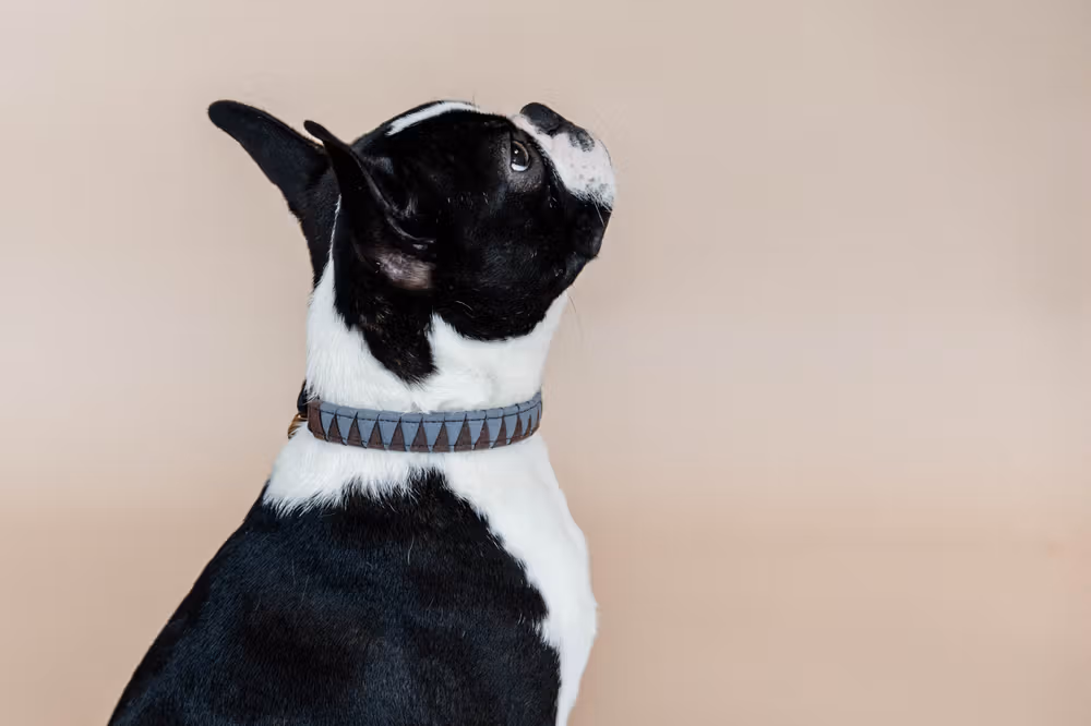 Dog collar triangle' Size L-62cm