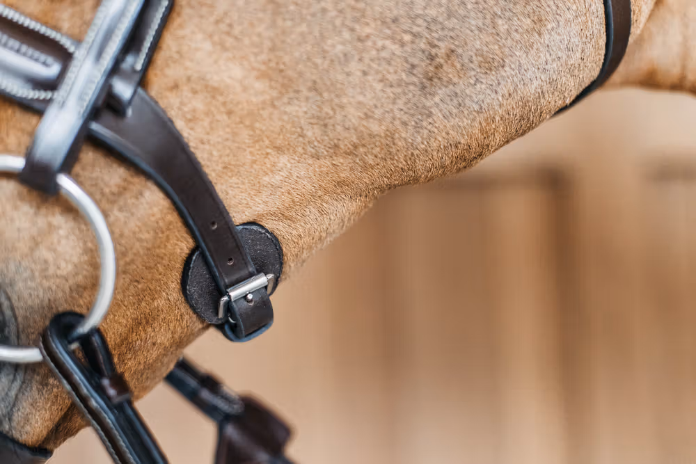 Round Leather Bridle