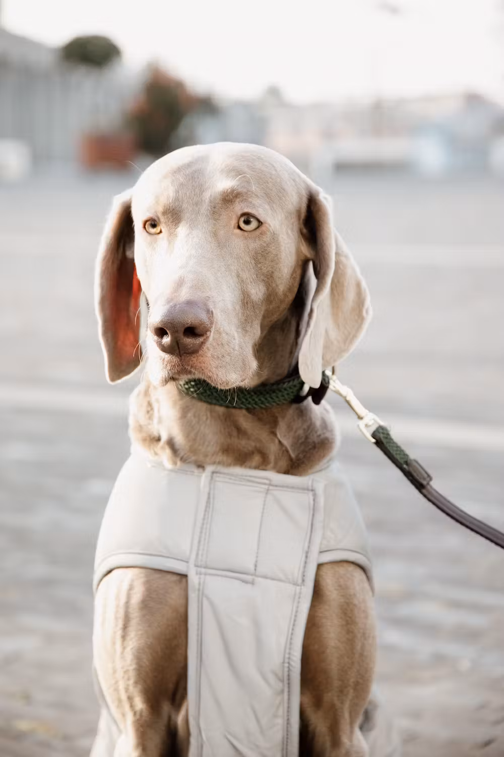 Dog coat reflective & water repellent belly cover silver 150g XS 31cm