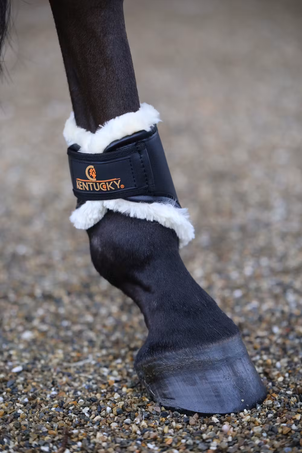 Turnout boots leather black hind short