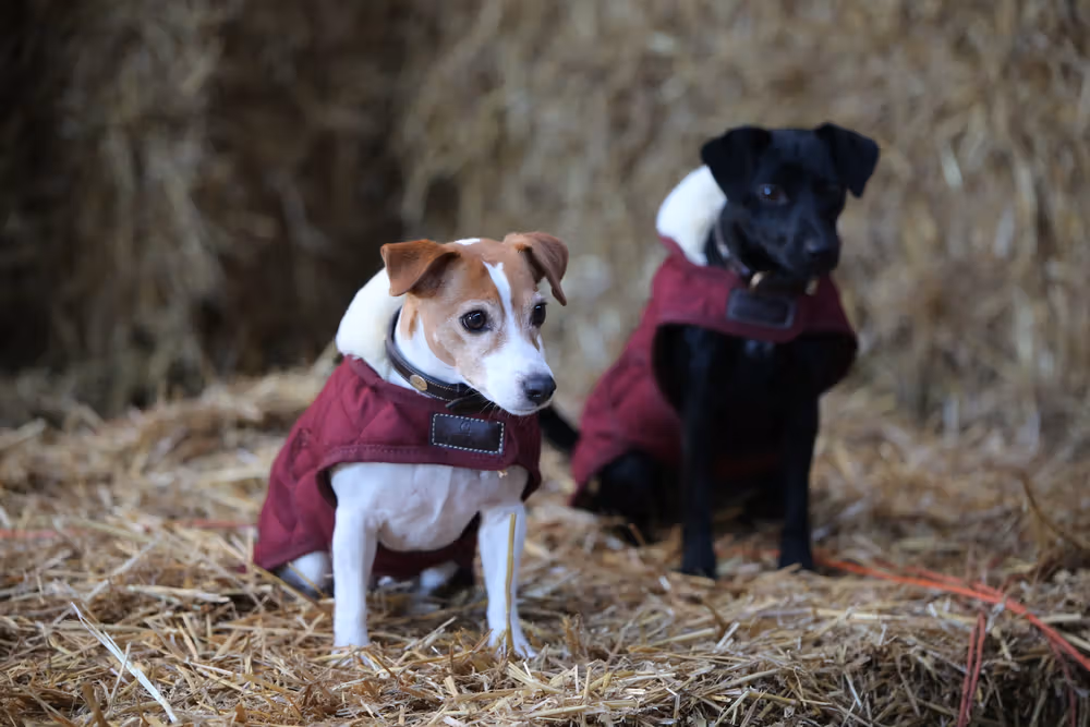Dog coat original bordeaux large 56