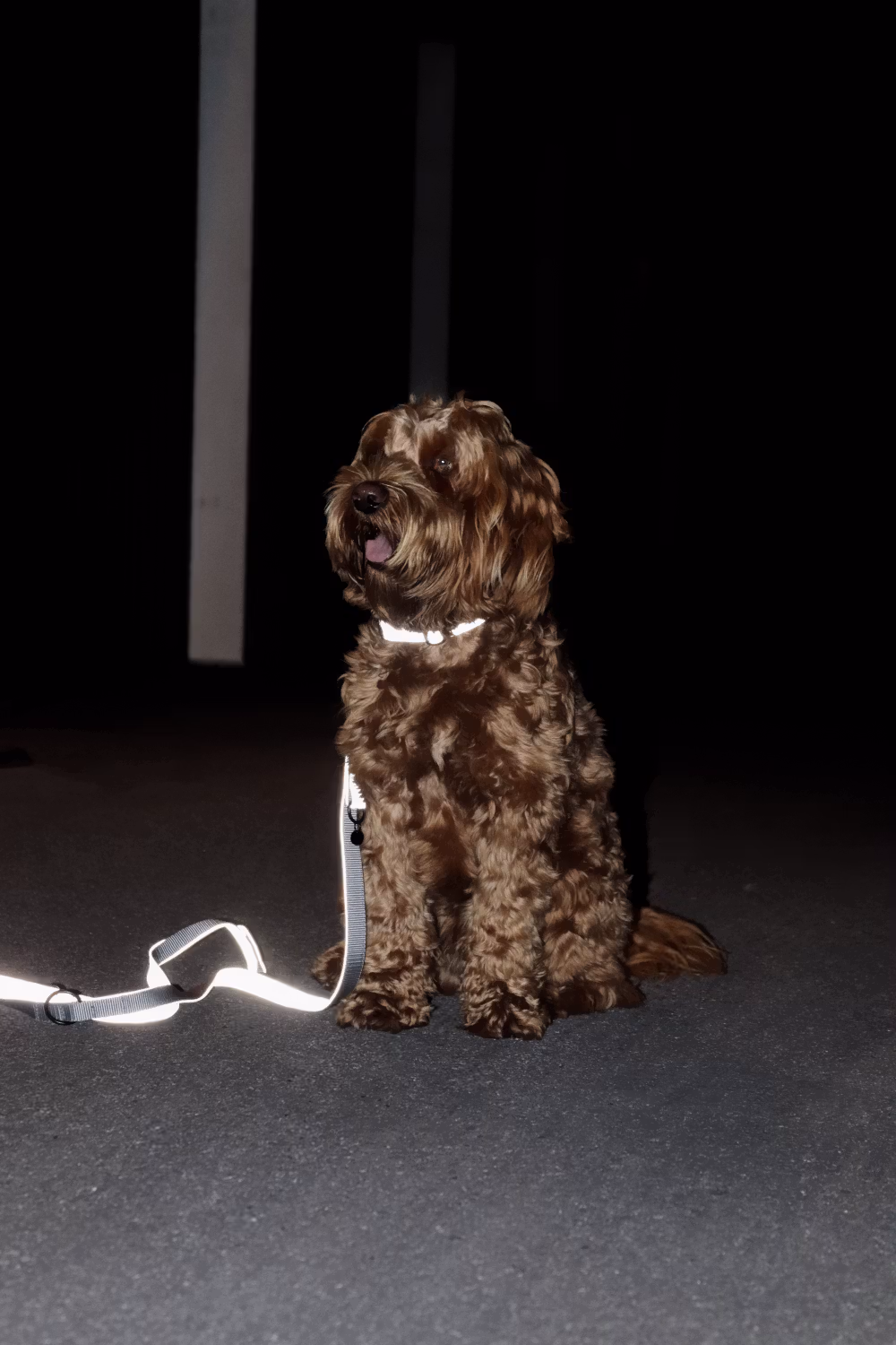 Dog Collar reflective XS'25-38cm