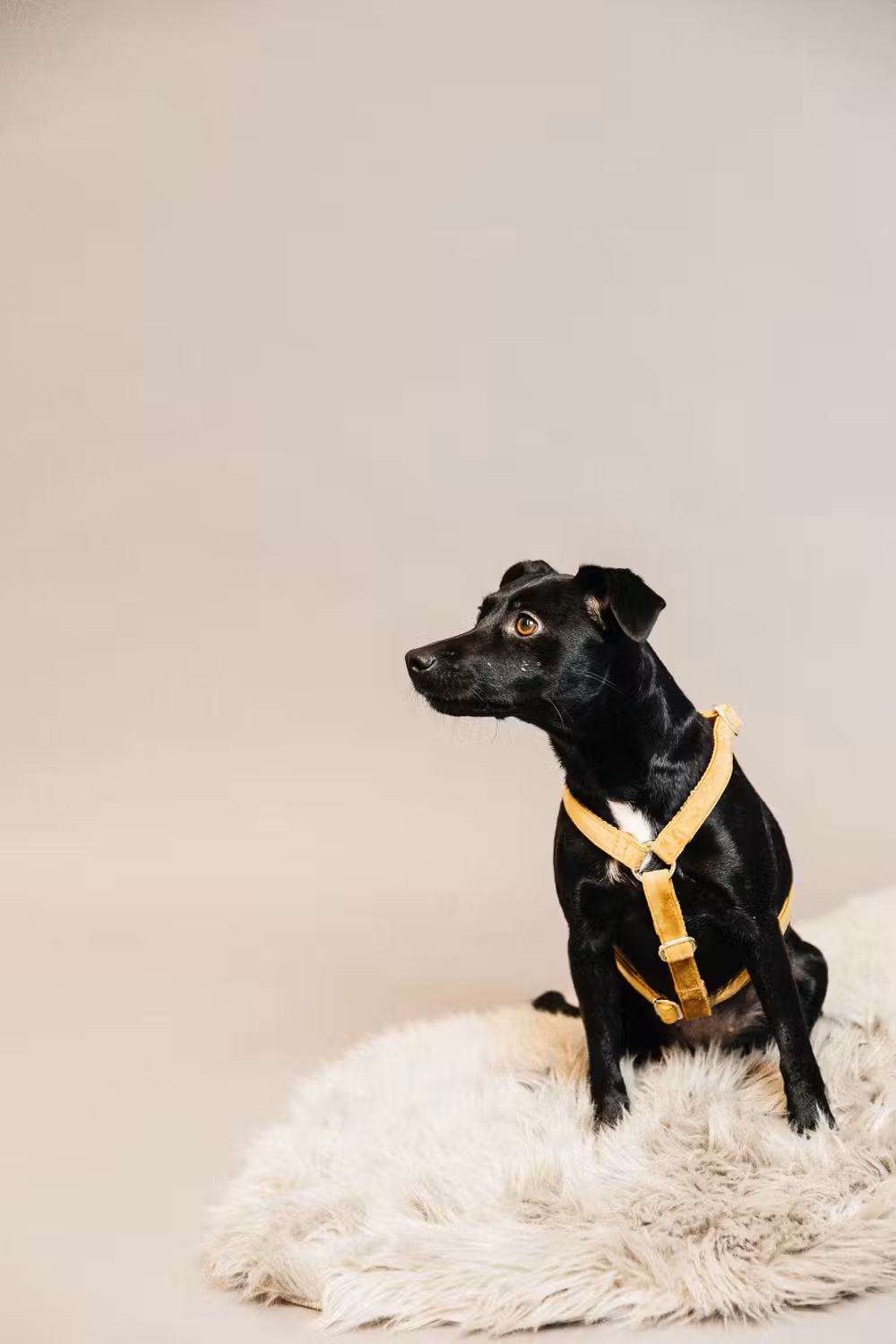 Dog Harness loop velvet mustard L'75-100cm