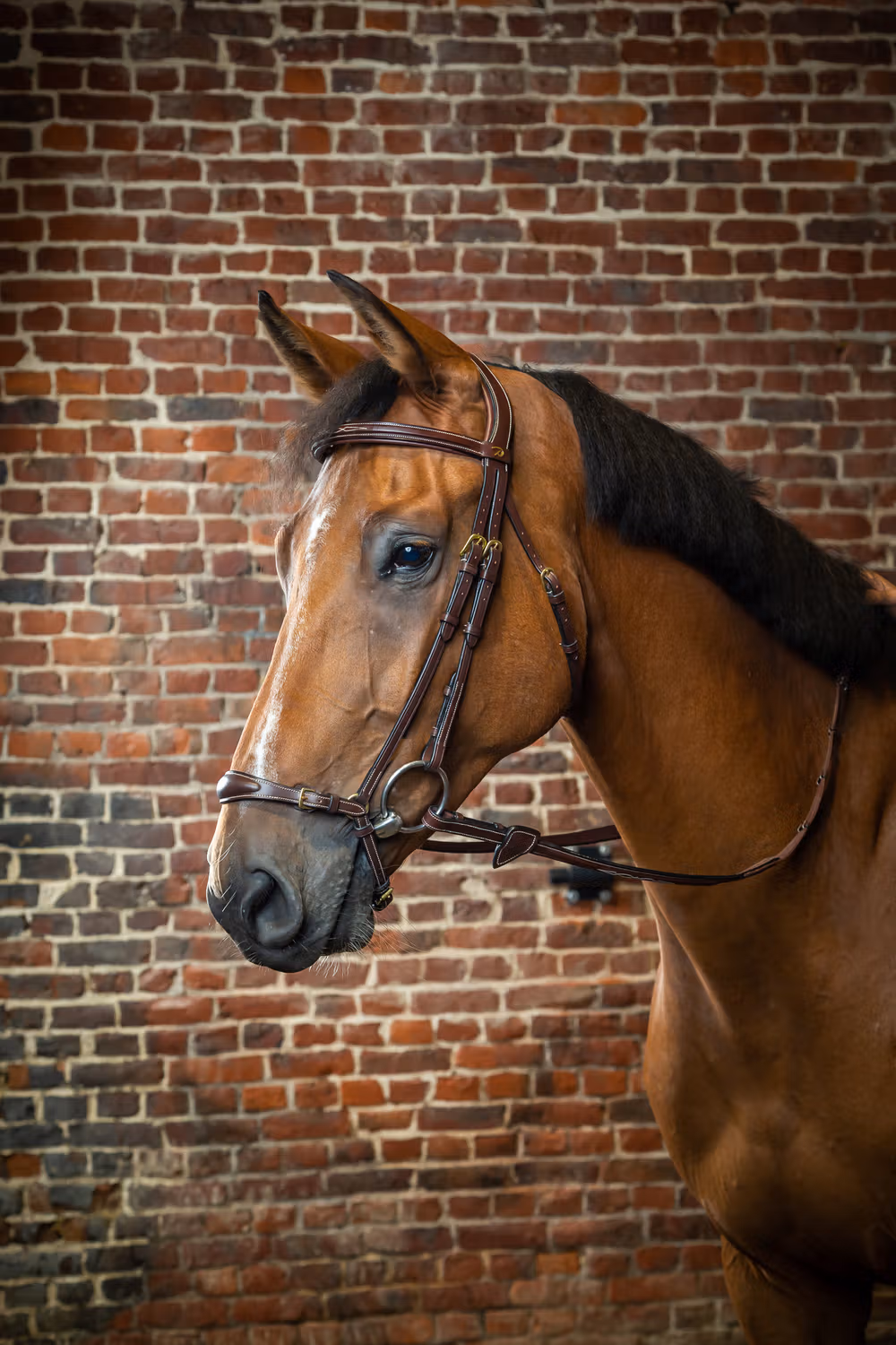 Adjustable Drop Noseband Bridle