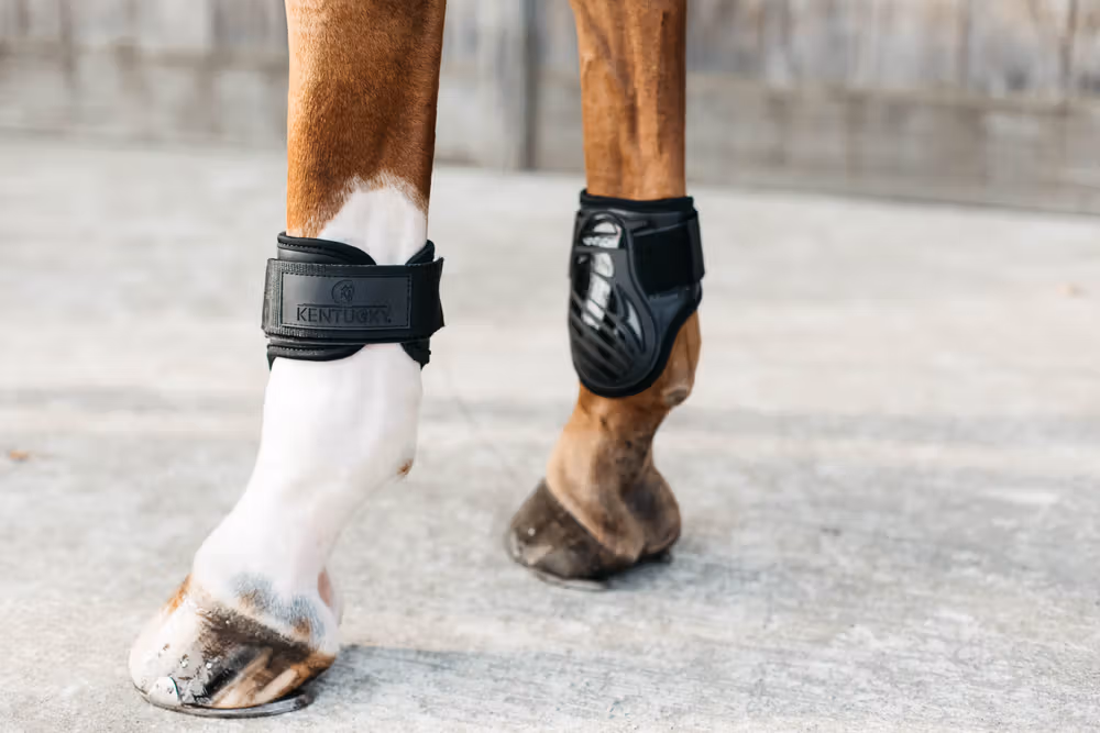 Young Horse fetlock boots black M NEW