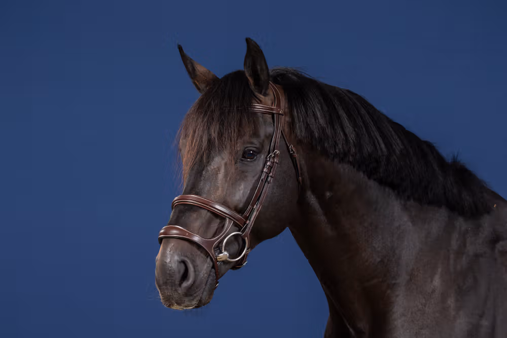 Double Noseband Bridle