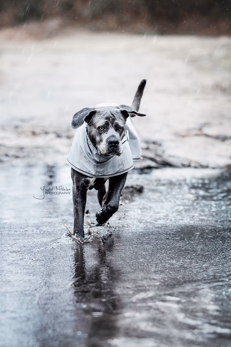 Dog rain coat dusty blue xxs 30cm