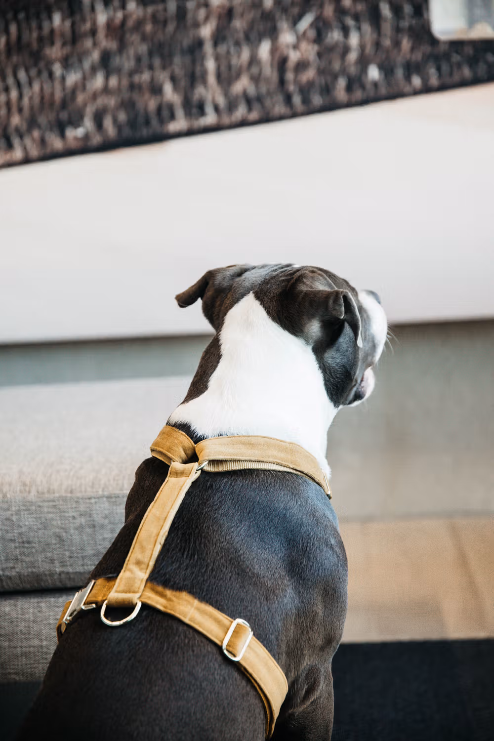 Dog Harness loop velvet mustard L'75-100cm