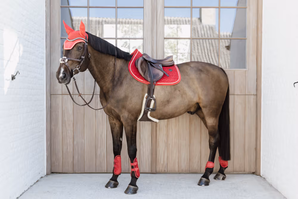 Young Horse fetlock boots Velvet red S
