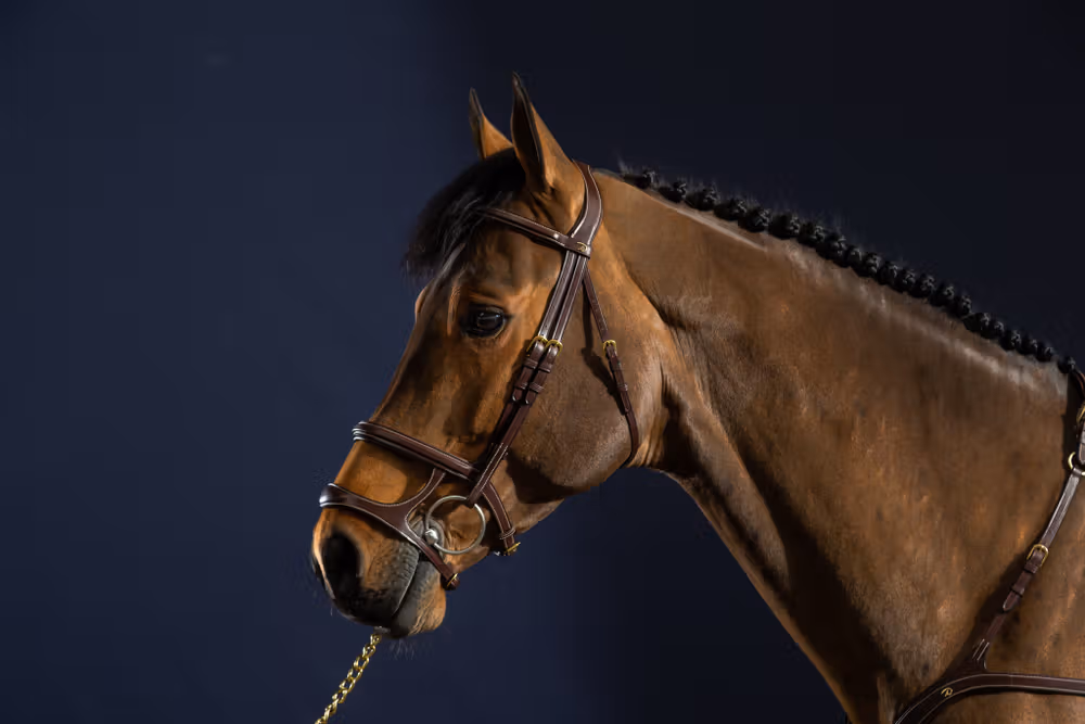 Double Noseband Bridle