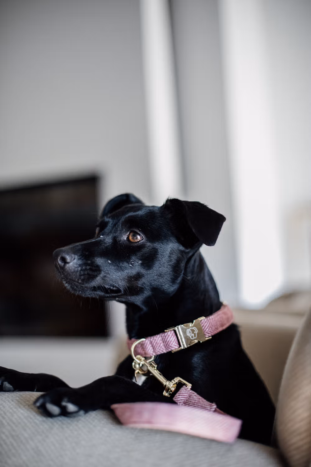 Dog Collar wool light-pink XL'45-75cm