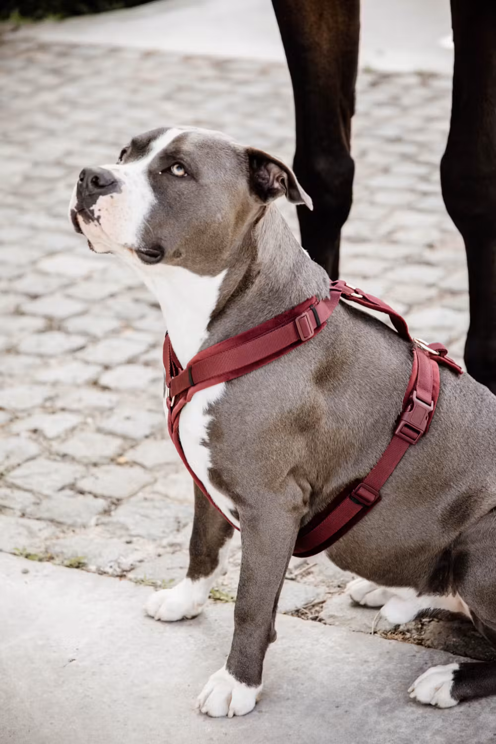 Dog Harness active velvet bordeaux S 26-40cm