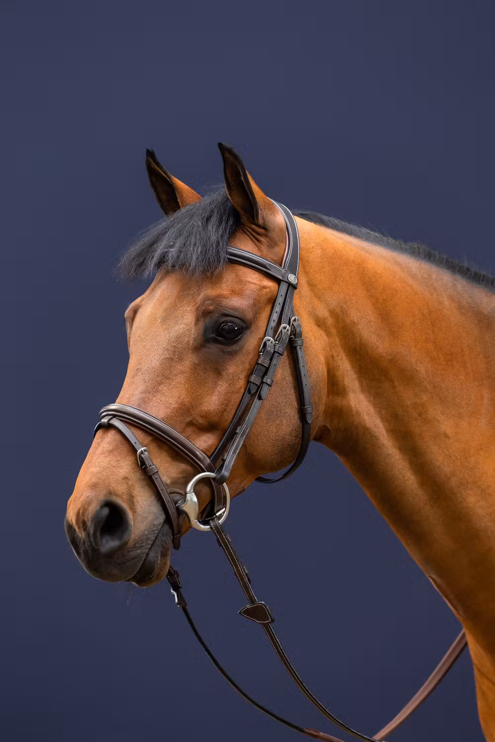 Flash Noseband Bridle
