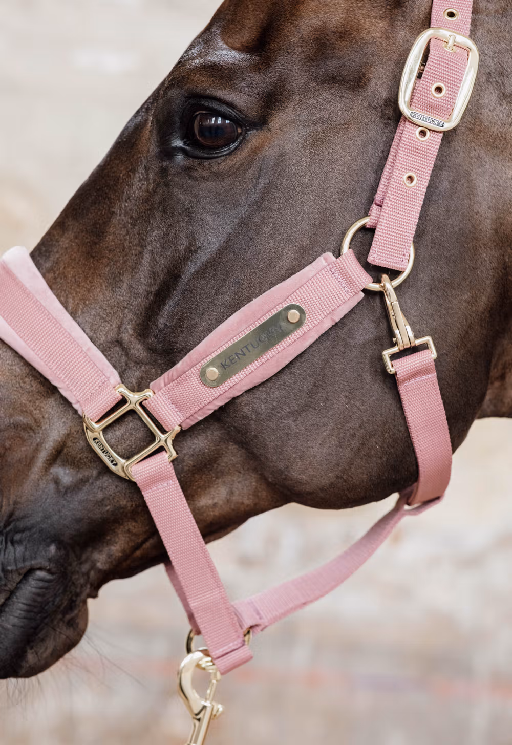 Velvet Halter old rose cob