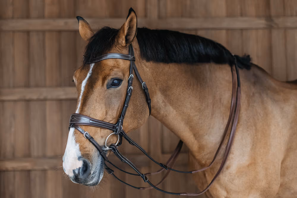 Working Motion Bridle Brown Full WBD