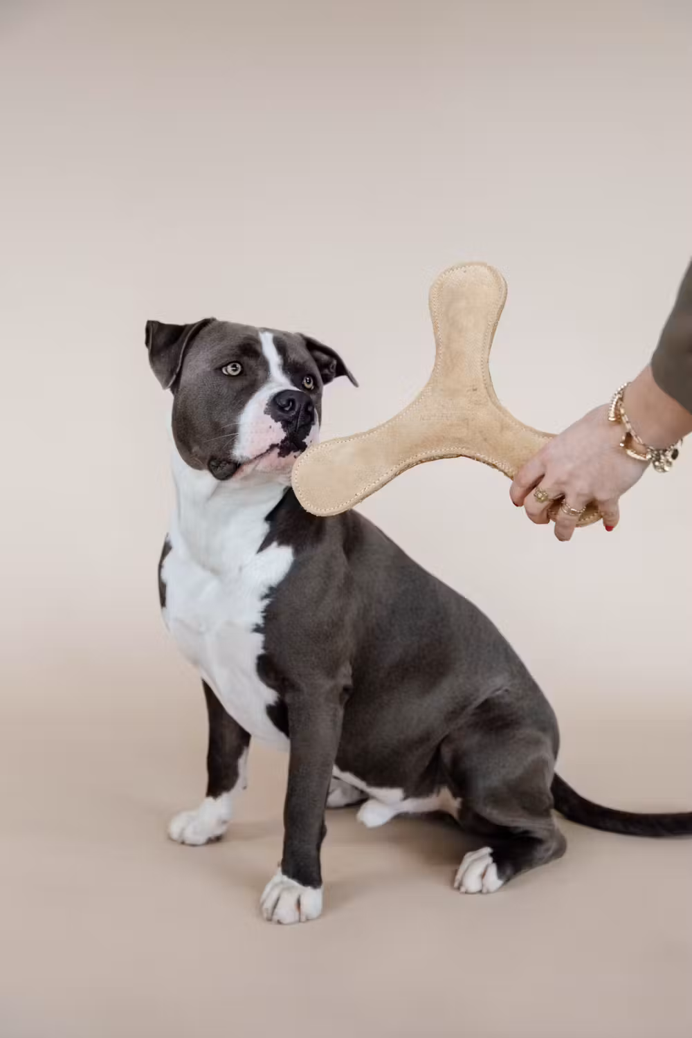 Dog toy pastel boomerang beige
