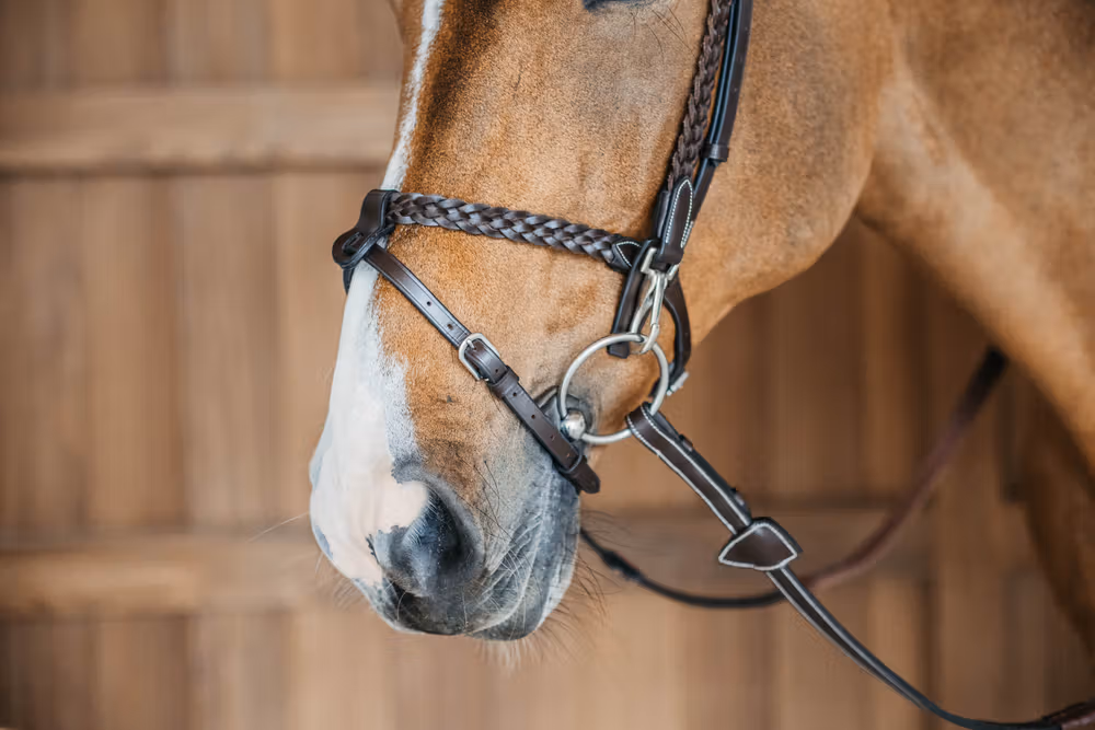 Plaited Training Bridle