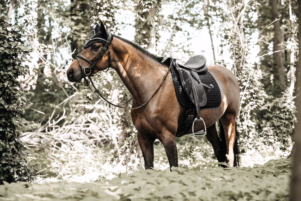Saddle Pad pearls show dressage black
