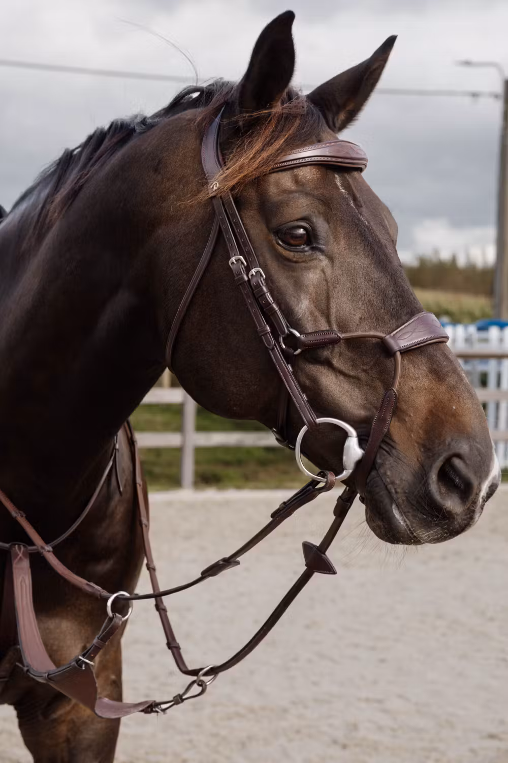 Elastic hybrid noseband NE coll, Full/brown