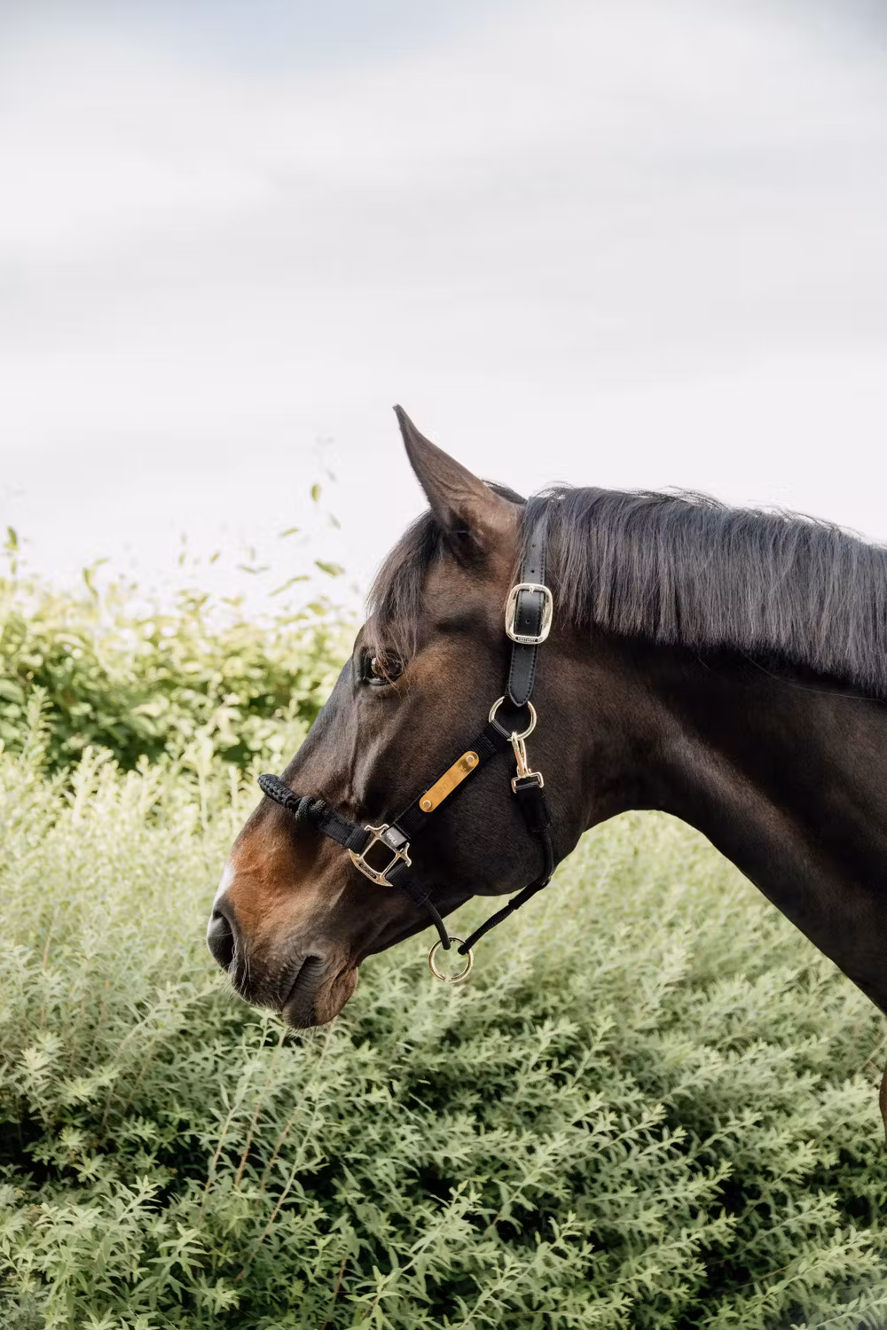 Control Halter Nylon black Cob