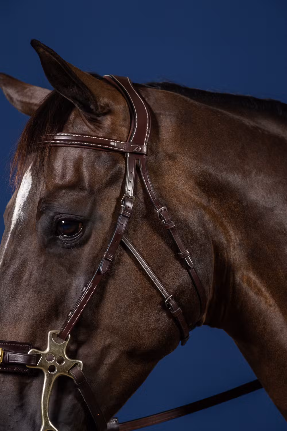 Hackamore Bridle
