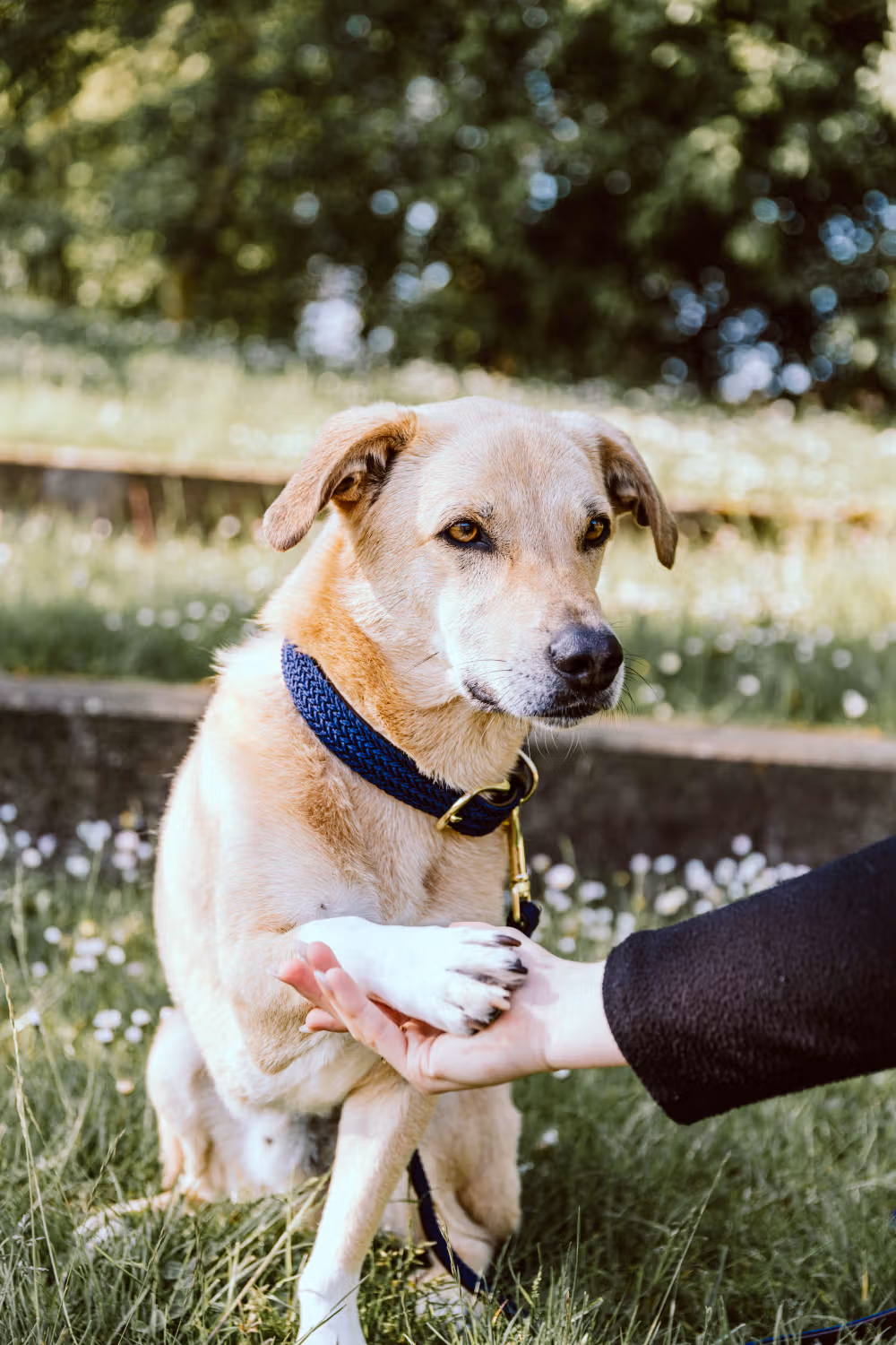 Plaited Nylon Dog collar navy S 42cm
