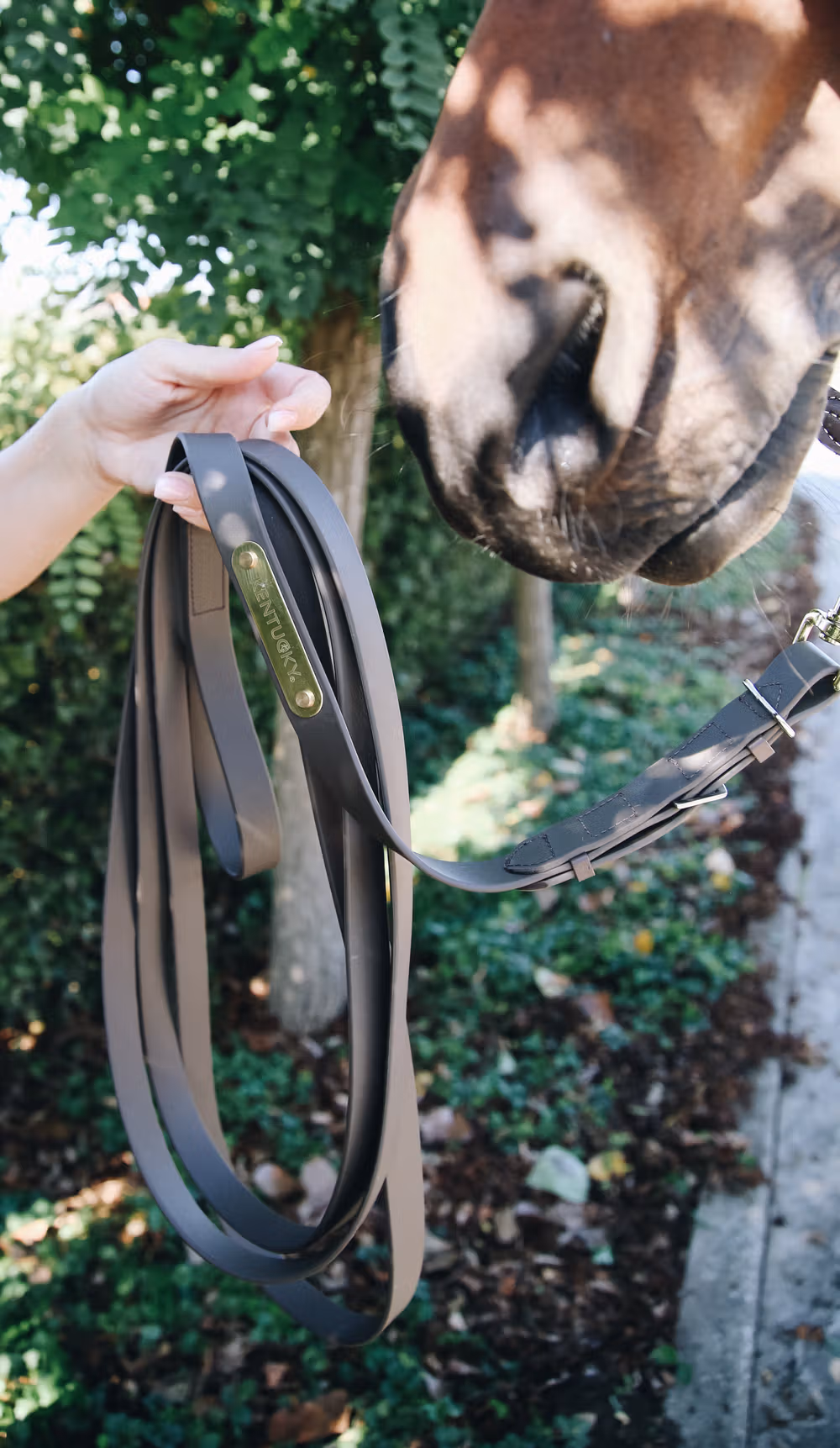 Stallion Lead brown 4m