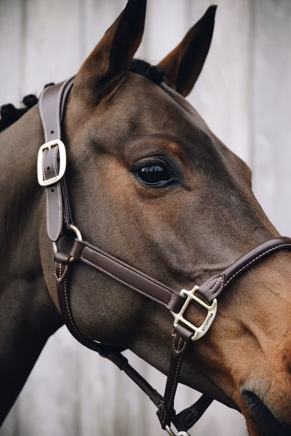 Anatomic leather halter brown Full