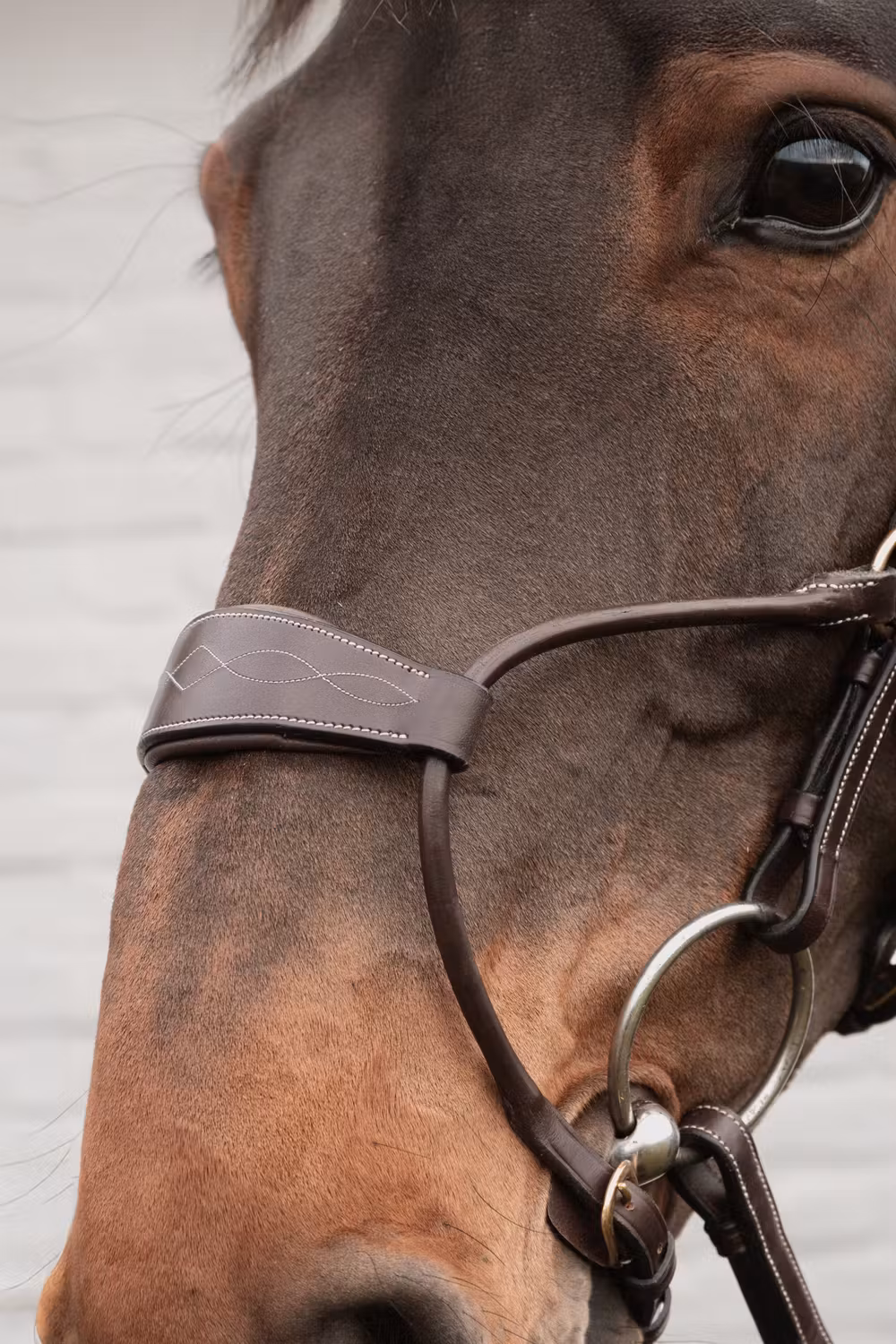 Hybrid noseband DY coll, Cob/brown