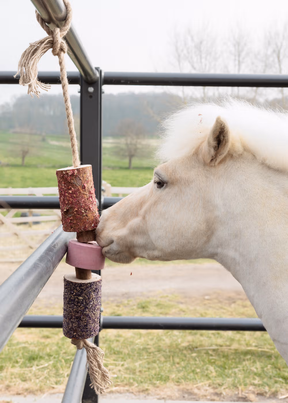 Wooden relax horse toy Sammy with salt lick