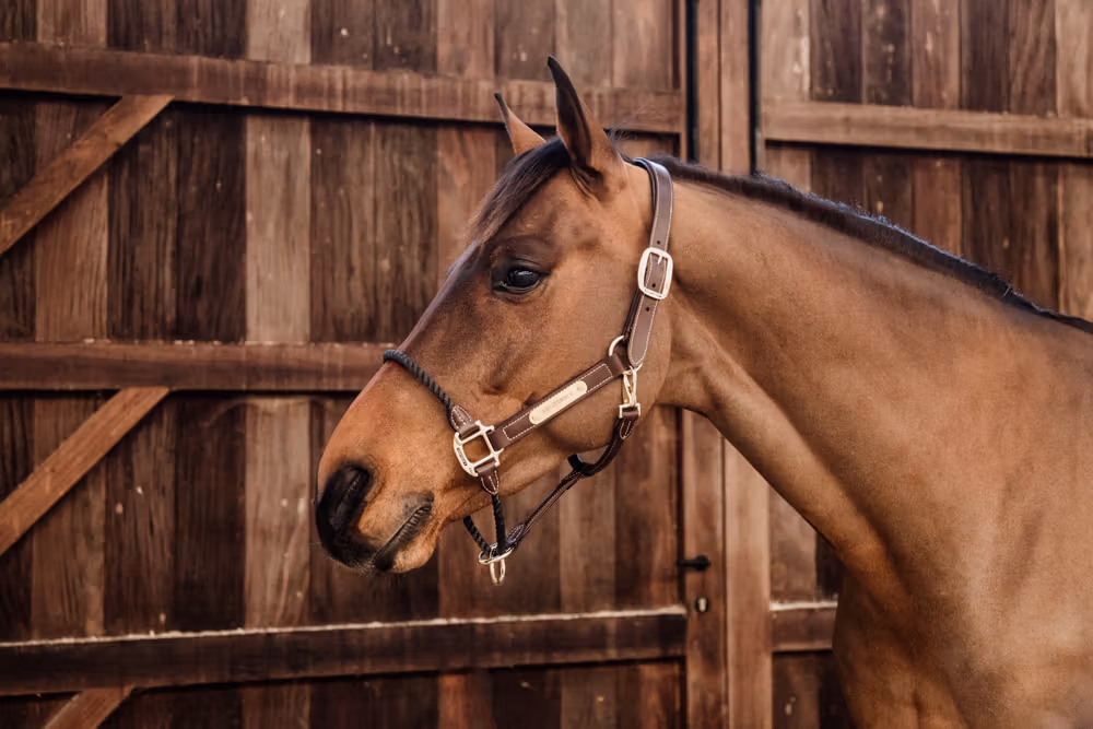 Leather rope halter Full
